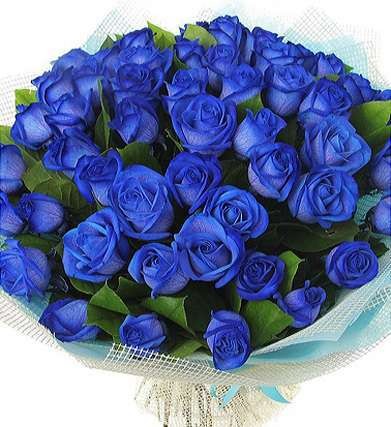 Букет из 51 натуральной синей розы "Синька" 70-90 см