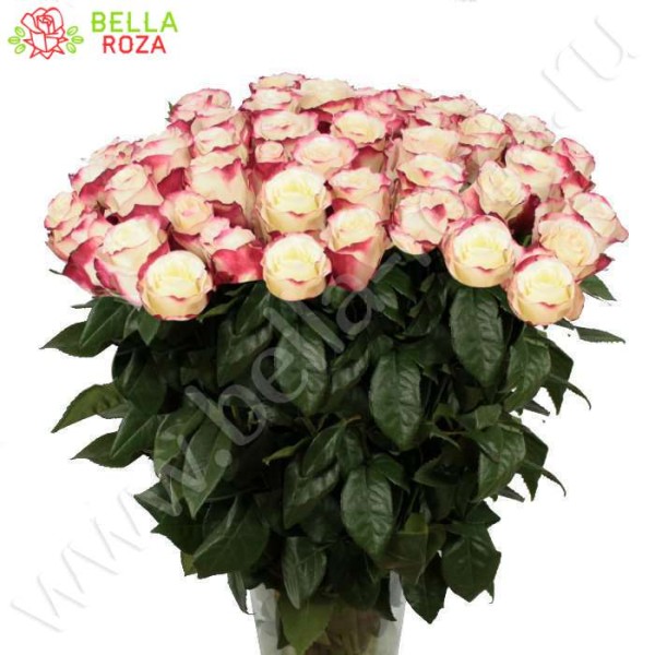 Букет из 51 розы сорта Sweetness (Свитнесс) 80 см