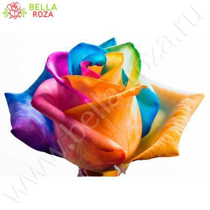 Радужные розы поштучно (любое количество) 70-80 см