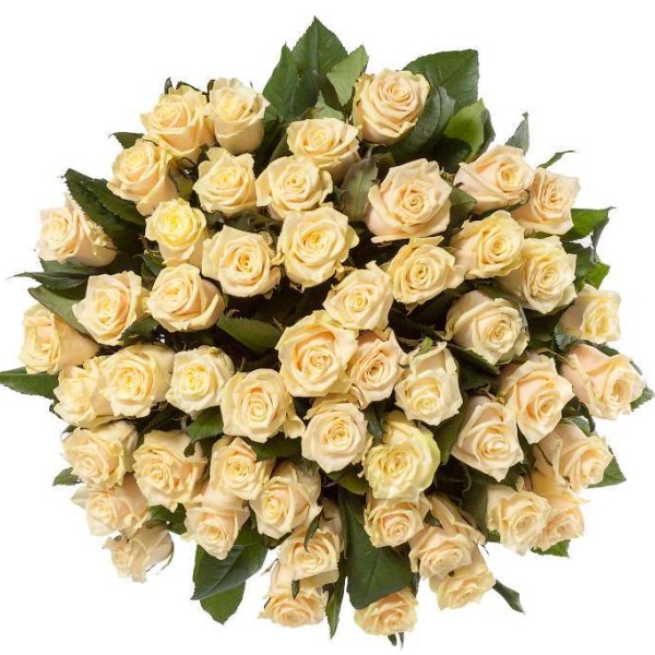 51 роза кремовая Талея 70 см "Магия"