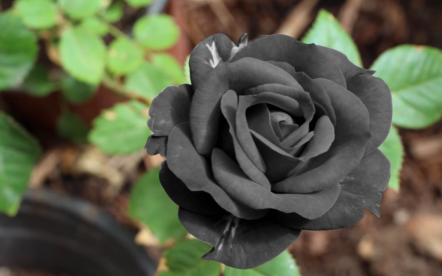 Черные Розы в Нью Йорке (New York)