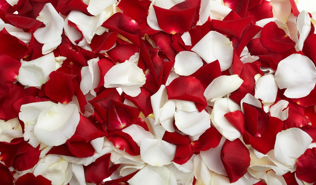 Как правильно засушить лепестки роз — Читайте в блоге «Городской Базы Цветов»