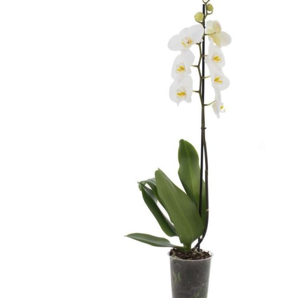 Белая Орхидея фаленопсис в горшке