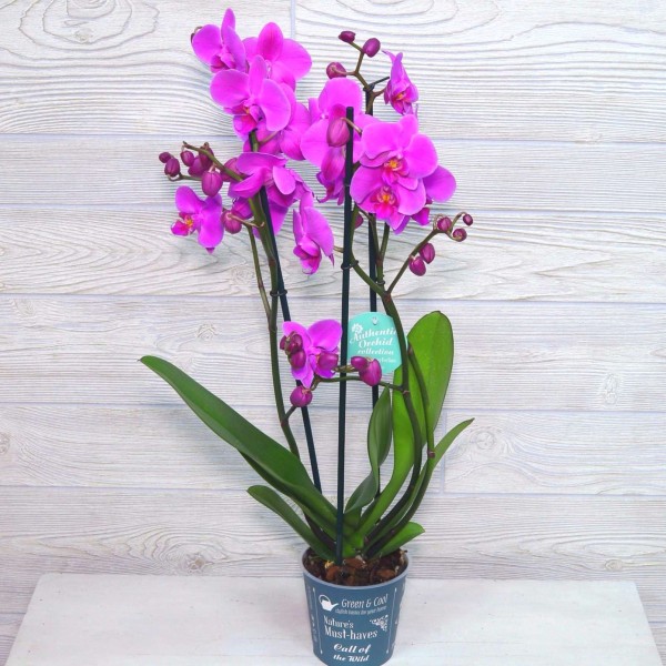 Фиолетовая орхидея фаленопсис в горшке