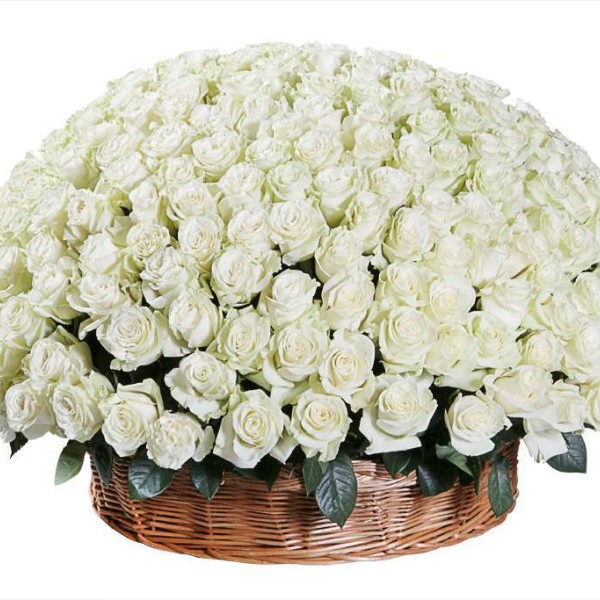 Круглая корзина из 301 белой розы