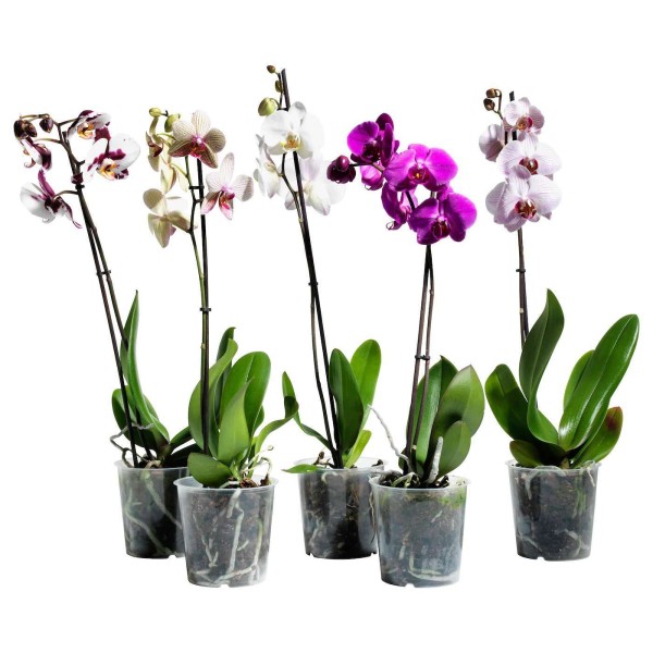 Ассортимент орхидей фаленопсисов в горшке