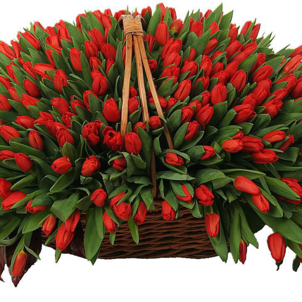 Корзина из 501 красного тюльпана