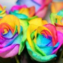 rainbow-roses-5.jpg