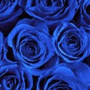 depositphotos_40190857-stock-photo-blue-roses.jpg