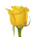 rose-yellow-high_and_exotic-1h7.jpg