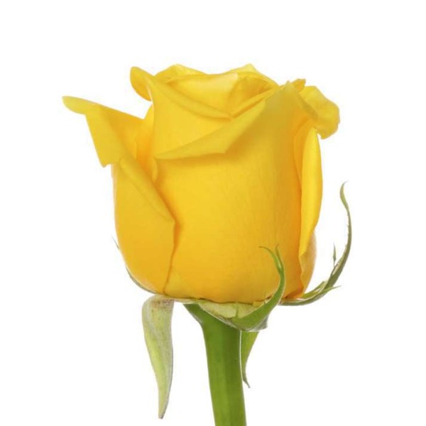 rose-yellow-high_and_exotic-1.jpg