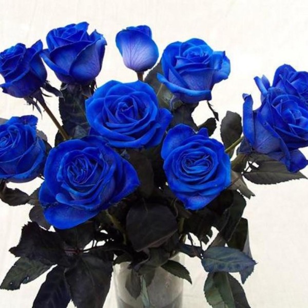 Blue-Roses.jpg