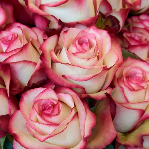 2018Nature___Flowers_White_-_pink_big_roses_closeup_122697_.jpg