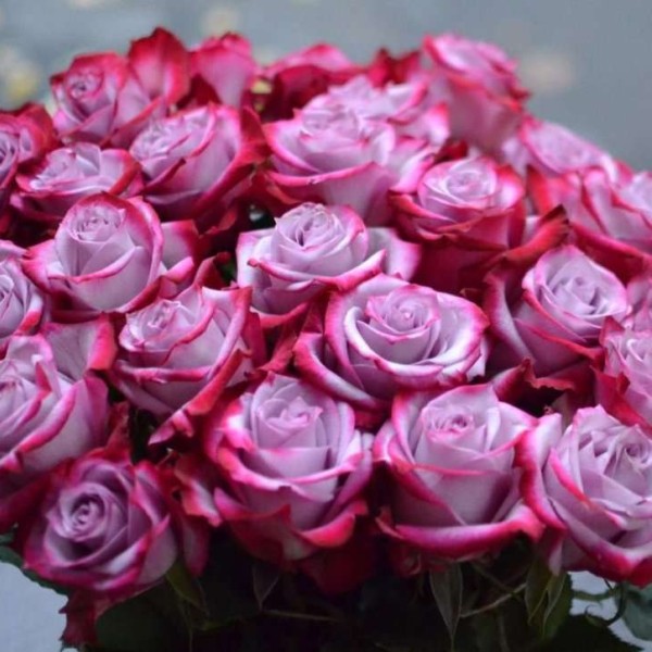 Букет из 25 роз сорта Дип Перпл 80 см
