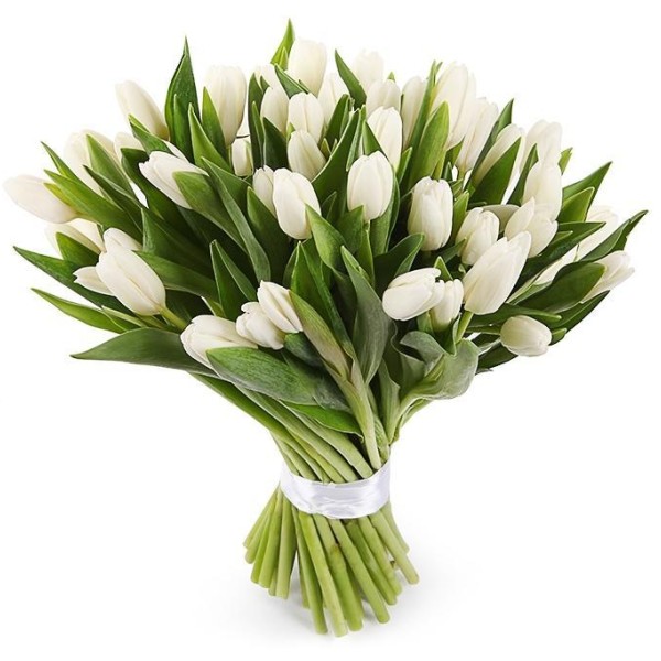 Тюльпаны белые 51 шт