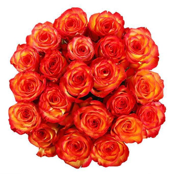 Букет из 25 роз сорта Розы Хай Мэджик (High Magic) 80 см