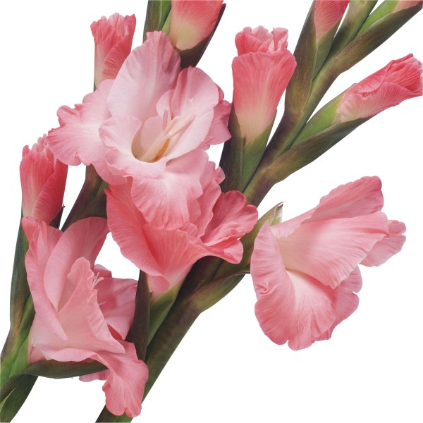 gladiolus15.jpg