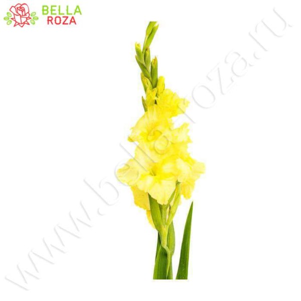 gladiola-yellow-600x600_1_2.jpg