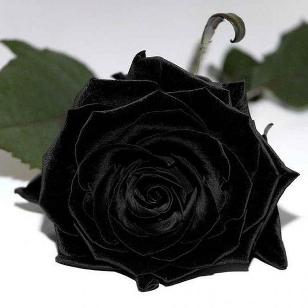 Черная роза поштучно 70-90 см 
