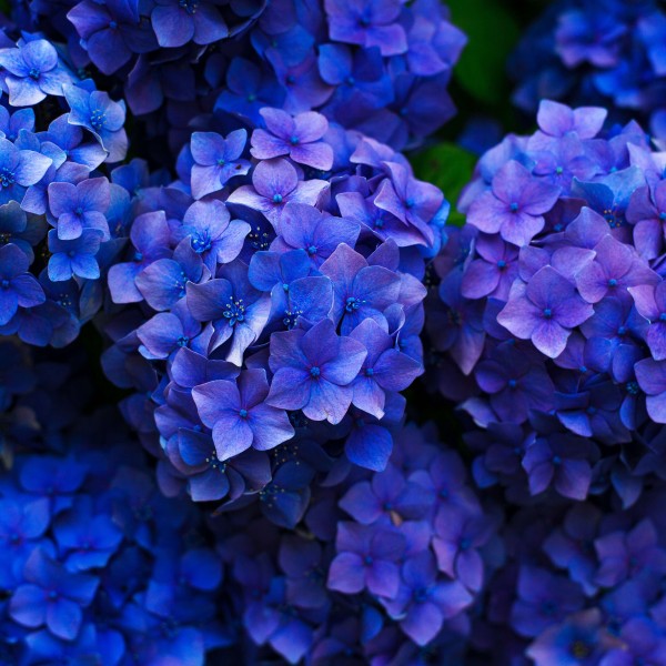 plant-flower-petal-blue-flora-hydrangea-botanical-flowering-plant-hydrangeaceae-cornales-annual-plant-land-plant-68625.jpg