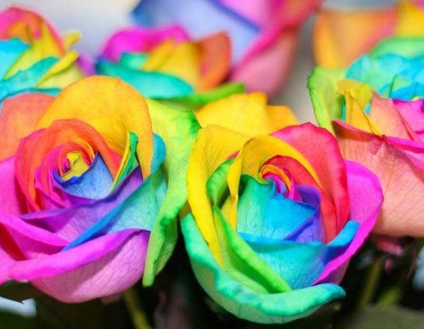 rainbow-roses-5vq.jpg