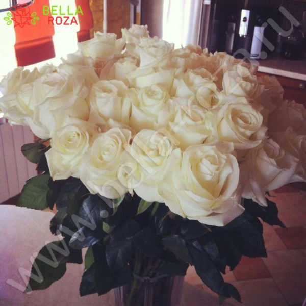 31 белая роза Проуд 100 см