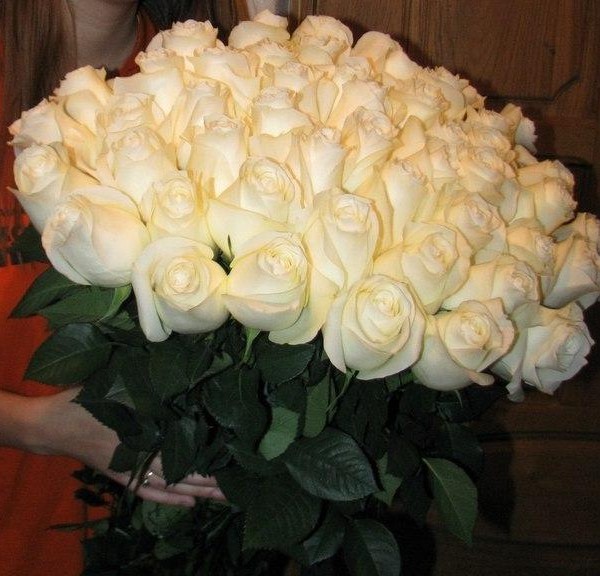 51 белая роза Проуд 100 см