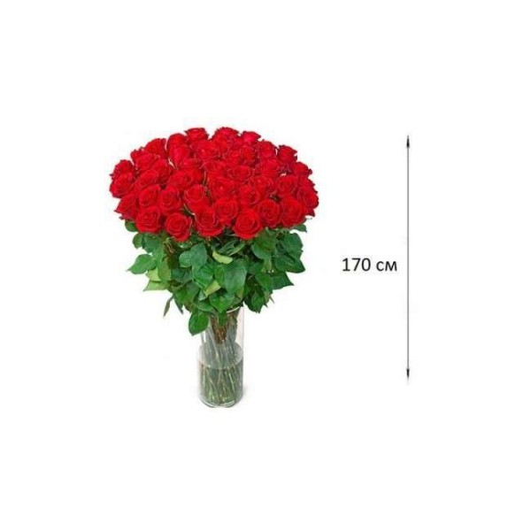 Розы 170. Розы 170 см. Длинные розы 170. Длинные розы 170 см.