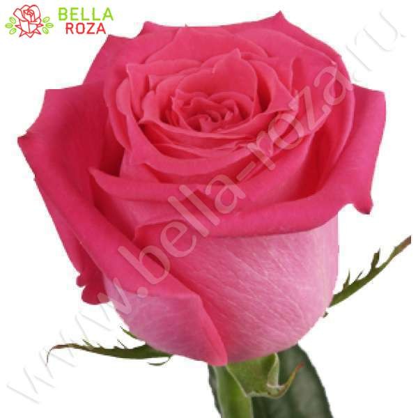 roza-pink-floid-pink-floyd-a5715-600x600 (1)rc.jpg