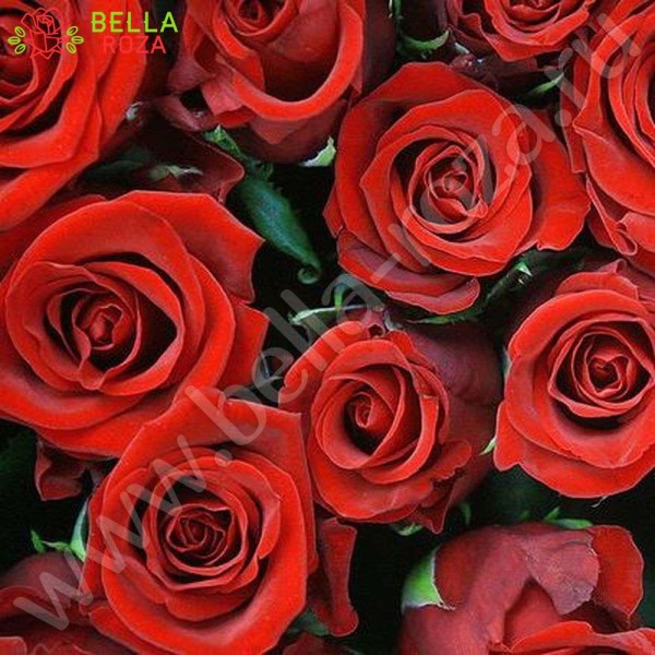 1-red-roses-equadorll.jpg